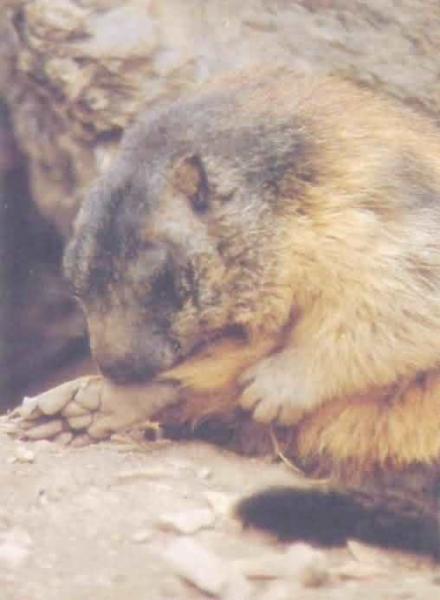 Marmote